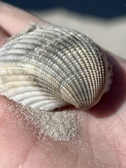 Anadara brasiliana