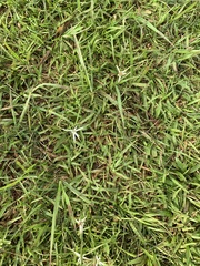 Rhynchospora colorata