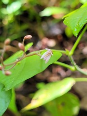 Desmodium wydlerianum