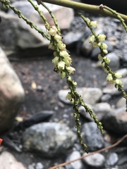Stachyurus himalaicus