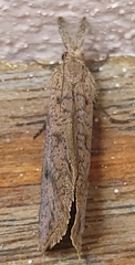 Acrolophus mortipennella