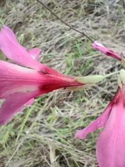 Gladiolus brachyphyllus