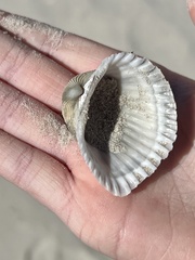 Anadara brasiliana