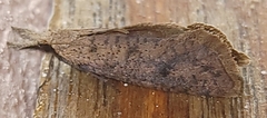 Acrolophus mortipennella