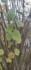Corylus
