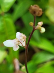 Desmodium axillare