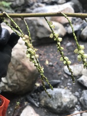 Stachyurus himalaicus