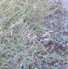 Persicaria decipiens