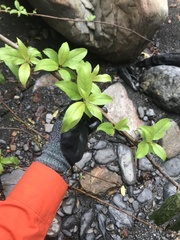 Stachyurus himalaicus