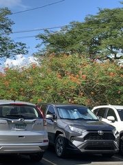 Caesalpinia pulcherrima image