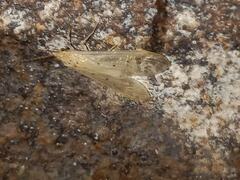 Aethaloptera sexpunctata