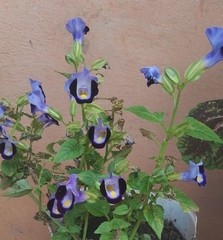 Torenia fournieri