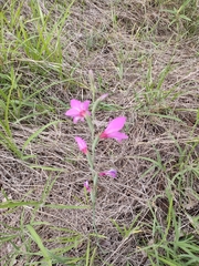Gladiolus brachyphyllus
