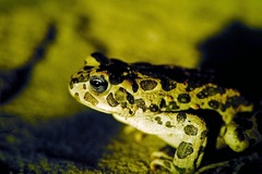 Bufotes viridis sitibundus