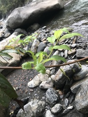 Stachyurus himalaicus