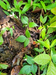 Desmodium axillare
