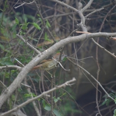 Synallaxis frontalis