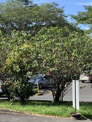 Spathodea campanulata