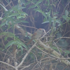 Synallaxis frontalis