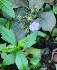 Barleria cristata