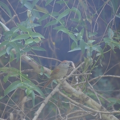 Synallaxis frontalis