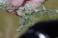 Usnea strigosa