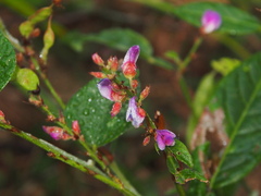 Tadehagi triquetrum