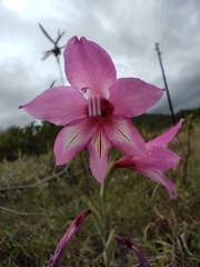 Gladiolus brachyphyllus