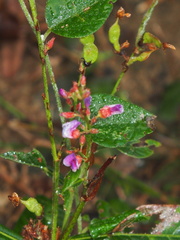 Tadehagi triquetrum