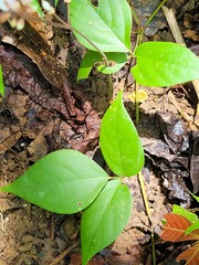 Desmodium axillare