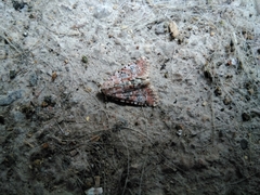 Bryophila domestica