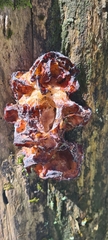 Fungi