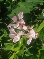 Bauhinia