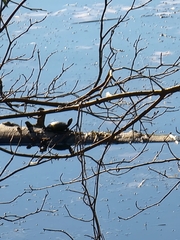 Deirochelyinae