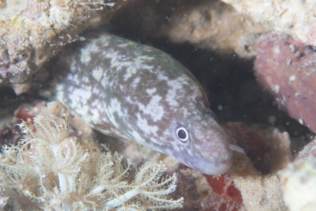 Whitelip Moray Eel (Reef Fish of the Hawaiian Islands) · iNaturalist