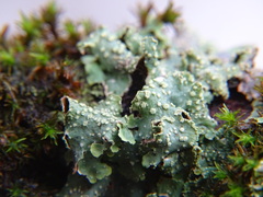 Punctelia subrudecta