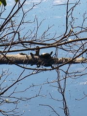 Deirochelyinae
