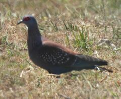 Columba guinea phaeonota