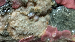 Cuthona divae