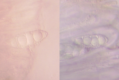 Bilimbia sabuletorum