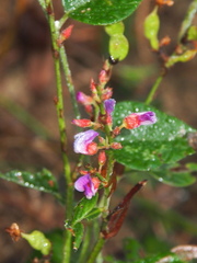Tadehagi triquetrum