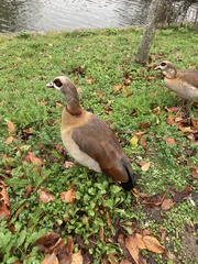 Alopochen aegyptiaca