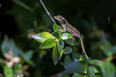Anolis laeviventris