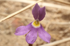 Isotoma pusilla
