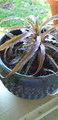 Cryptanthus