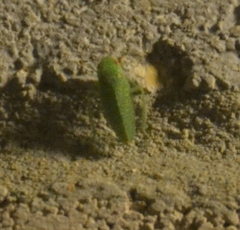 Rugosana querci