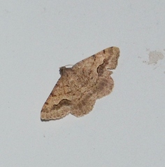 Frederickia s-signata