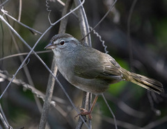 Arremonops rufivirgatus