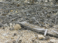 Microlophus occipitalis