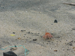 Ocypode gaudichaudii